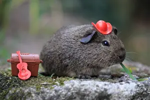 Disguise: Disguised Guinea pig eating grass France