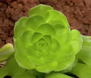 Disk: Disk Houseleek