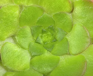 Disk: Disk houseleek
