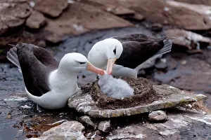 Browed: Display of Black-browed Albatross when a parent