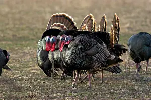 Cocks: Displaying wild turkey toms