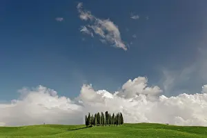 Distinctive: Distinctive cypress trees in Tuscany region