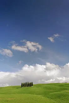 Distinctive: Distinctive cypress trees in Tuscany region
