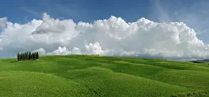 Distinctive: Distinctive cypress trees in Tuscany region