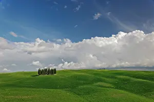 Distinctive: Distinctive cypress trees in Tuscany region