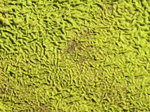 Distinctive: Distinctive patterns in carpet of moss
