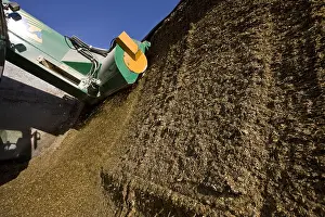 Produces: Distributor-mixer machine taking silage