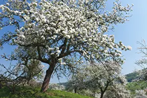 Disused: Disused Apple Orchard - in blossom