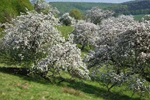 Disused: Disused Apple Orchard - in blossom