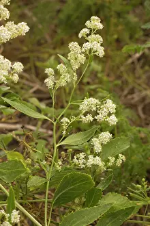 Lepidium: Dittander