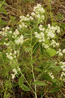 Lepidium: Dittander