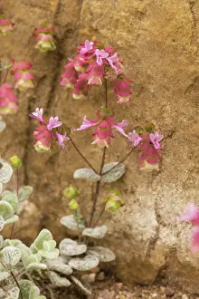 Origanum: Dittany; source of a popular herbal tea
