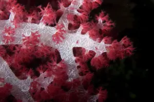 Waigeo: Divaricate tree coral