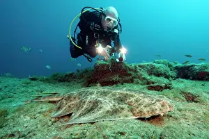 310820: Diver and Atlantic angelshark (Squatina squatina)