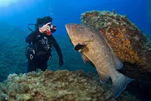 Marginatus: Diver and Bebert the Dusly grouper (Epinephelus