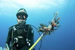 Volitans: Diver catching Lionfish