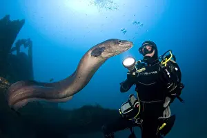 Port: Diver and Conger Eel (Conger conger), Interaction