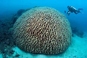 Unescos: Diver and Coral Massif, Australia, South Pacific