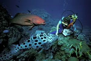 Leopardus: Diver feeding Potato Cod & Coral trout (Plectropomus