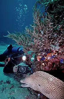 Cameraman: Diver - filming Moray Eel