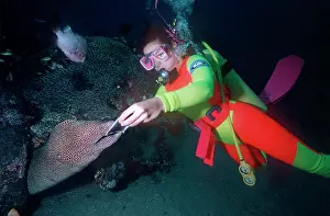 Favagineus: Diver (Haylie Smith) with Honey Eel