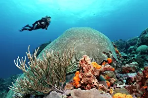 Dives: Diver hovering above a coral reef, looking at a