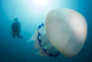 Radiata: Diver and Large Jellyfish (Rhizostoma pulmo), Marine