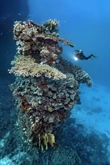 Diver: Diver looking at fifteen-metre high coral tower