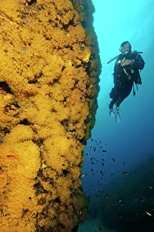 Cluster: Diver looking at illuminated yellow cluster anemones