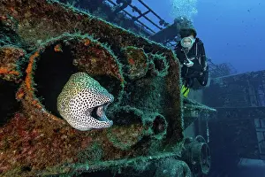Damage: Diver looking at moray eel giant moray (Gymnotho