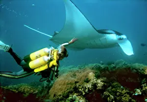 Birostris: Diver with Manta Ray