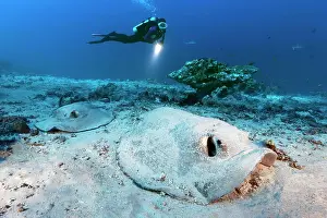Asperrimus: Diver observes two Porcupine rays (Urogymnus asperrimus)