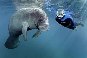 Sisters: Diver observes West Indian manatee (Trichechus manatus)