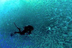 Fishery: Diver with rebreather inside sea cage with thousand of Gilt-