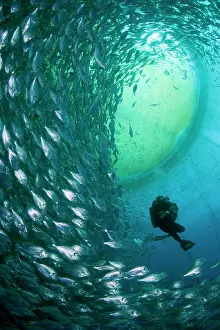 Fishery: Diver with rebreather inside sea cage with thousand of Gilt-