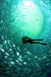 Fishery: Diver with rebreather inside sea cage with thousand of Gilt-