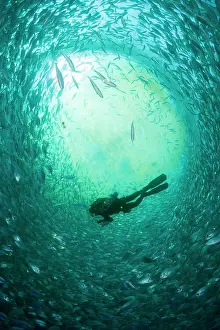 Fishery: Diver with rebreather inside sea cage with thousand of Gilt-