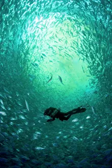 Fishery: Diver with rebreather inside sea cage with thousand of Gilt-