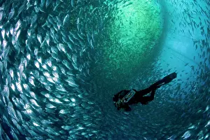 Fishery: Diver with rebreather inside sea cage with thousand of Gilt-