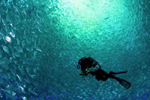 Fishery: Diver with rebreather inside sea cage with thousand of Gilt-