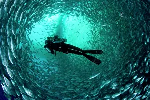 Fishery: Diver with rebreather inside sea cage with thousand of Gilt-