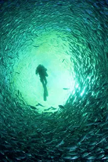 Fishery: Diver with rebreather inside sea cage with thousand of Gilt-