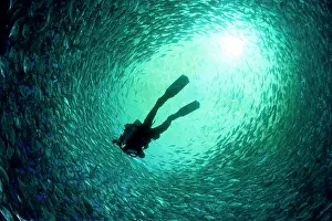 Fishery: Diver with rebreather inside sea cage with thousand of Gilt-
