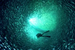 Fishery: Diver with rebreather inside sea cage with thousand of Gilt-