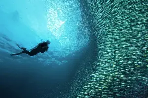 Pods: Diver next to school of Sardinops (Sardinops sagax)