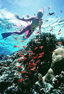 Snorkeller: DIVER - Snorkeller with jewel fish