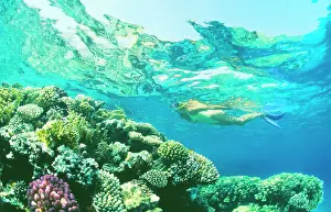 Snorkeller: DIVER - Snorkeller in Red Sea