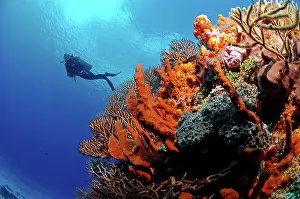 Habtiat: Diver and soft coral - Cozumel Palancar Reef