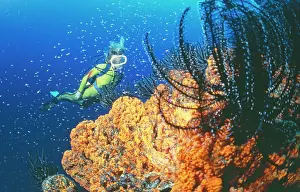 Crinoids: DIVER - Sponge & featherstars