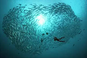 Mackerels: Diver swimming with a large shoal of bigeye trevallies